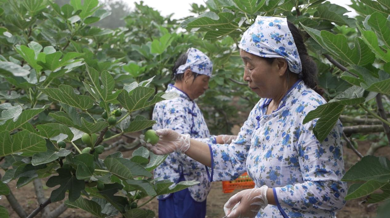 威海无花果产业示范园_威海摩天岭无花果现代农业_无花果图片大全和价钱