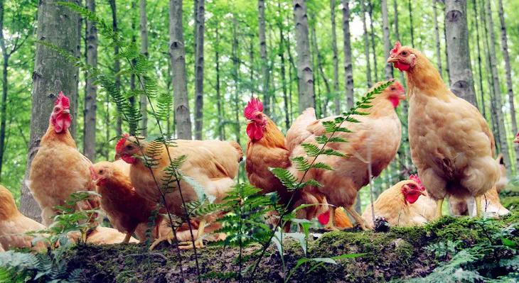 舌尖上的莱芜——莱芜炒鸡(图2) 莱芜炒鸡做法_莱芜美食推荐_夹岭炒鸡历史