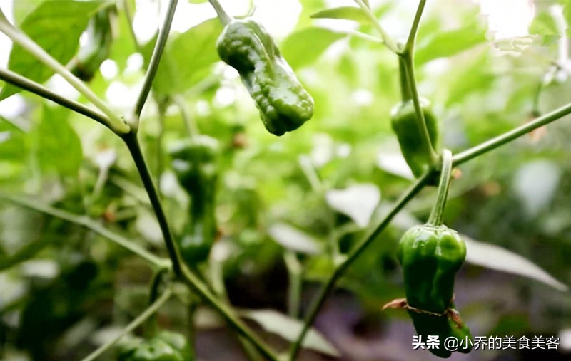 山东炒鸡界三强,枣庄辣子鸡、临沂炒鸡、莱芜炒鸡,哪家最好吃?(图6) 枣庄辣子鸡特点_山东炒鸡做法_莱芜美食推荐