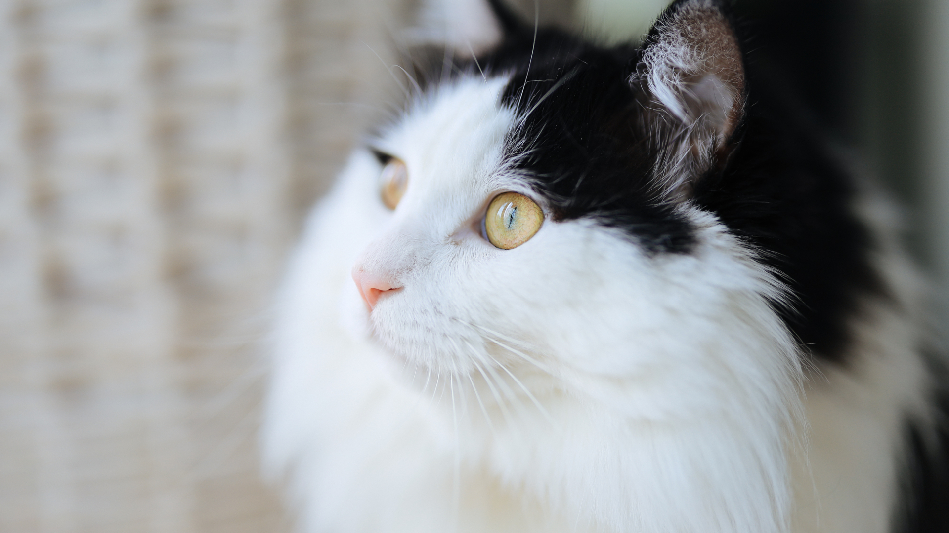 佳能最新镜头_佳能RF 50mm F1.2L USM全开光圈画质_RF 50mm F1.2L USM暗光室内拍摄表现