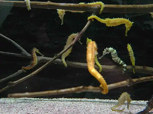 海马繁殖方法_养殖业技术_海马养殖技术