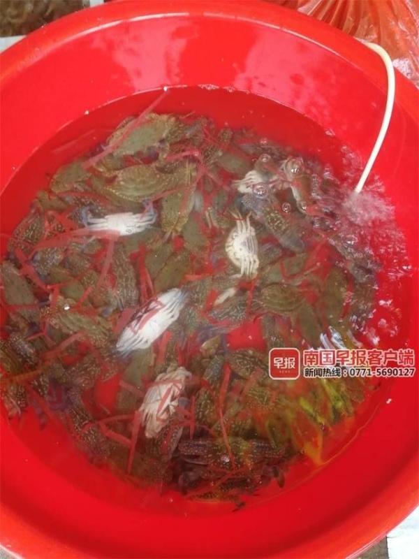 开海后,广西最新海鲜价格是这样的……(图2) 北海开海后海鲜市场行情_防城港开海节海鲜价格_北海干海鲜批发市场