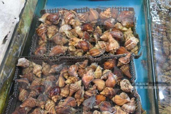 开海后,广西最新海鲜价格是这样的……(图15) 防城港开海节海鲜价格_北海开海后海鲜市场行情_北海干海鲜批发市场