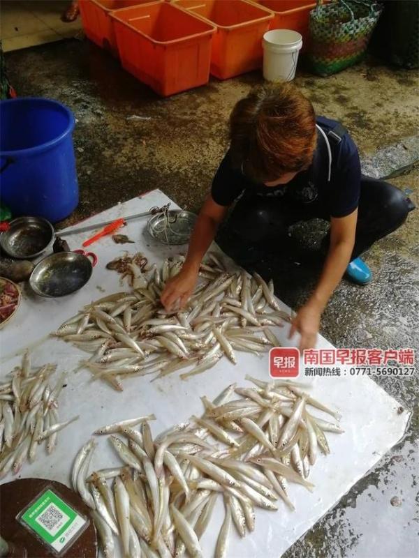 开海后,广西最新海鲜价格是这样的……(图3) 北海开海后海鲜市场行情_北海干海鲜批发市场_防城港开海节海鲜价格