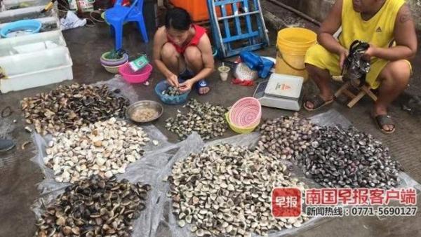 开海后,广西最新海鲜价格是这样的……(图6) 防城港开海节海鲜价格_北海干海鲜批发市场_北海开海后海鲜市场行情