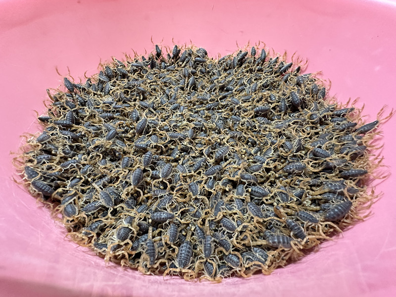 洛阳润涛养殖有限公司蝎子养殖_蝎子价格2025_蝎子养殖技术培训