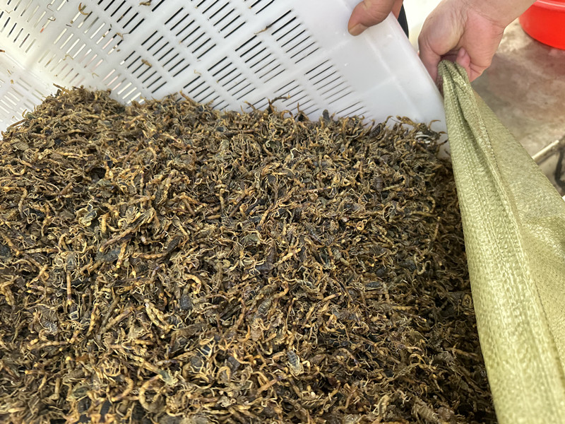 蝎子养殖技术培训_蝎子价格2025_洛阳润涛养殖有限公司蝎子养殖