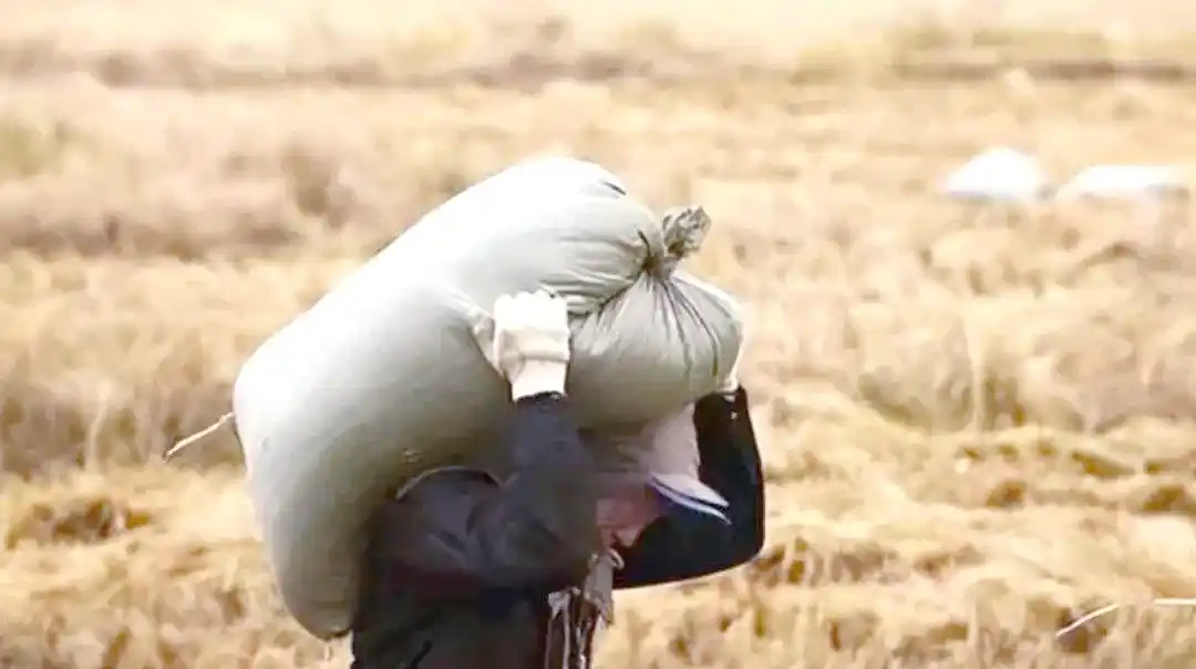 从春秋到2005:农业税的历史起源与终结(图1) 农业税废止时间_交公粮历史起源_农业税制