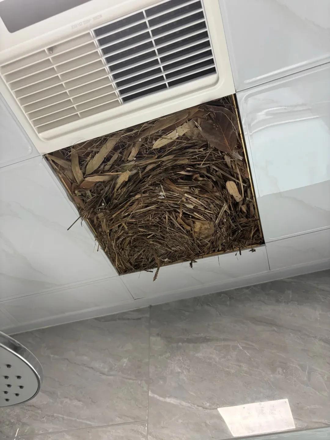 别大意!有人家里的卫生间被“入侵”了,吊顶上面让人大呼意外(图4) 集成吊顶安装止逆阀_pvc扣板吊顶怎么拆_卫生间噪音异响解决方法