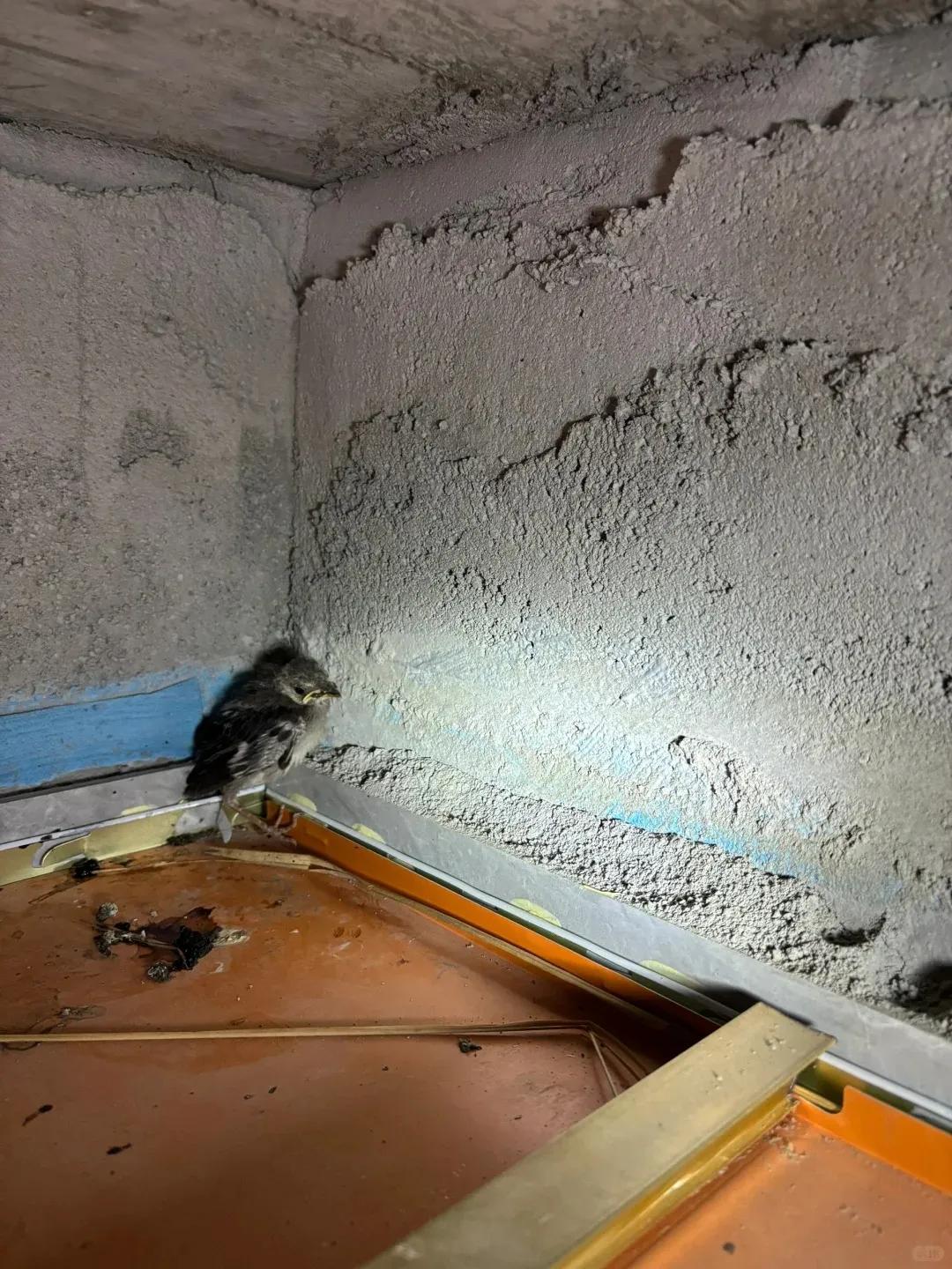 别大意!有人家里的卫生间被“入侵”了,吊顶上面让人大呼意外(图7) pvc扣板吊顶怎么拆_卫生间噪音异响解决方法_集成吊顶安装止逆阀