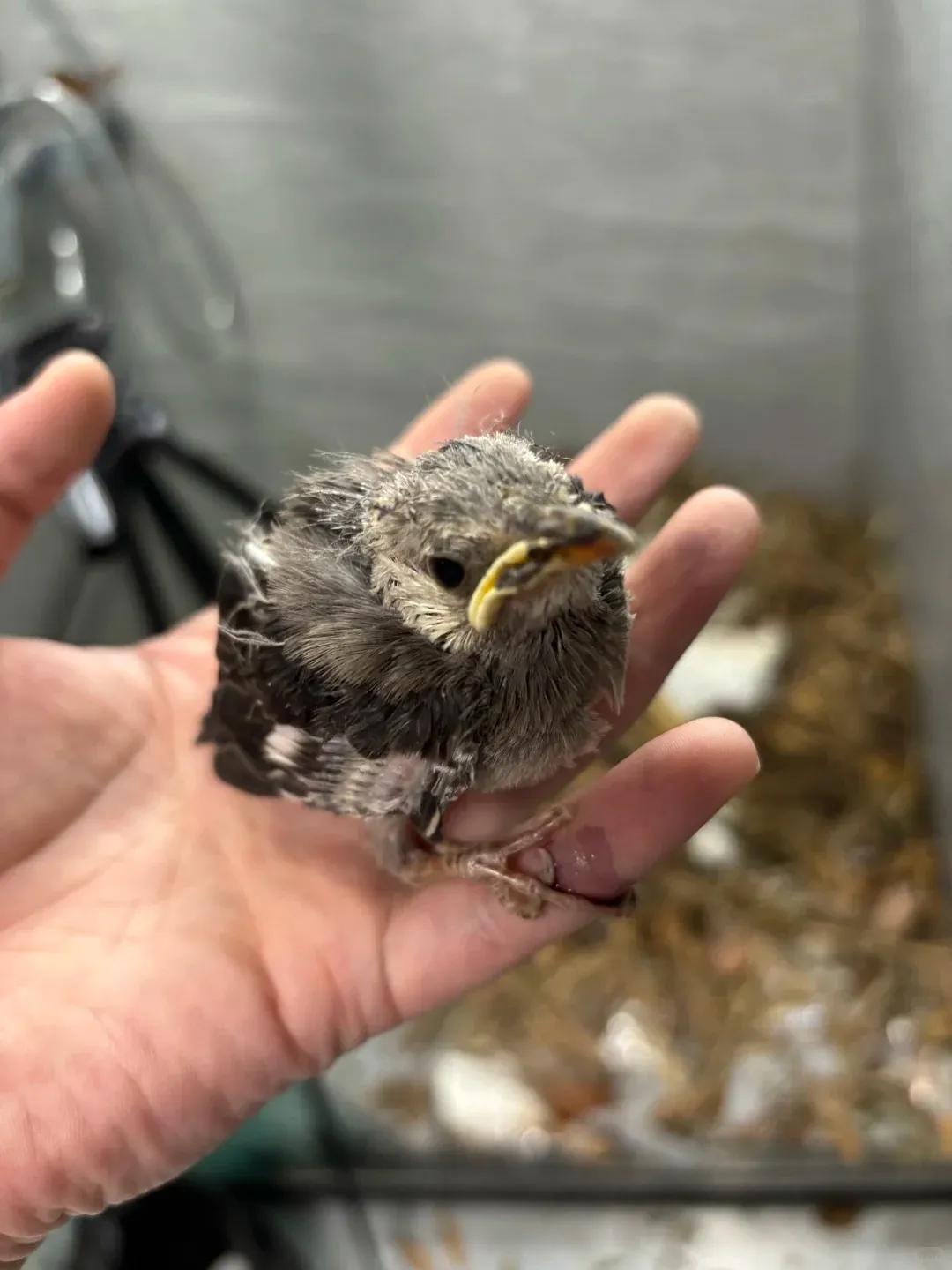 别大意!有人家里的卫生间被“入侵”了,吊顶上面让人大呼意外(图8) 集成吊顶安装止逆阀_pvc扣板吊顶怎么拆_卫生间噪音异响解决方法