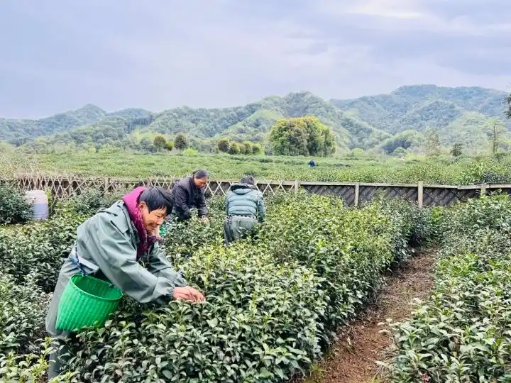 龙井茶茶叶价钱如何_杭州龙井茶采摘价格_钱塘产区龙井茶行情