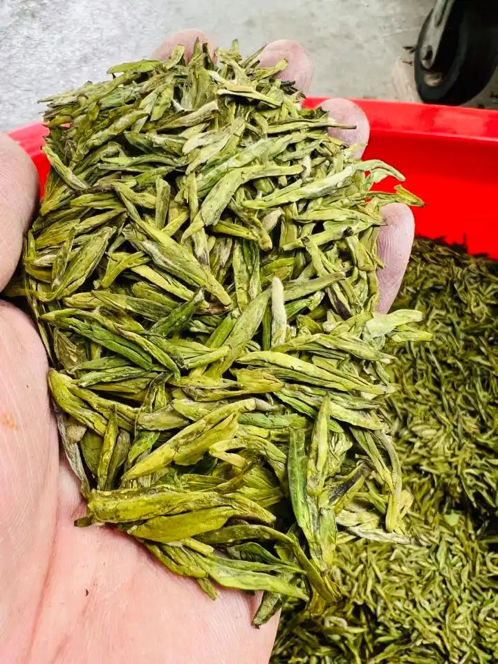 钱塘产区龙井茶行情_龙井茶茶叶价钱如何_杭州龙井茶采摘价格