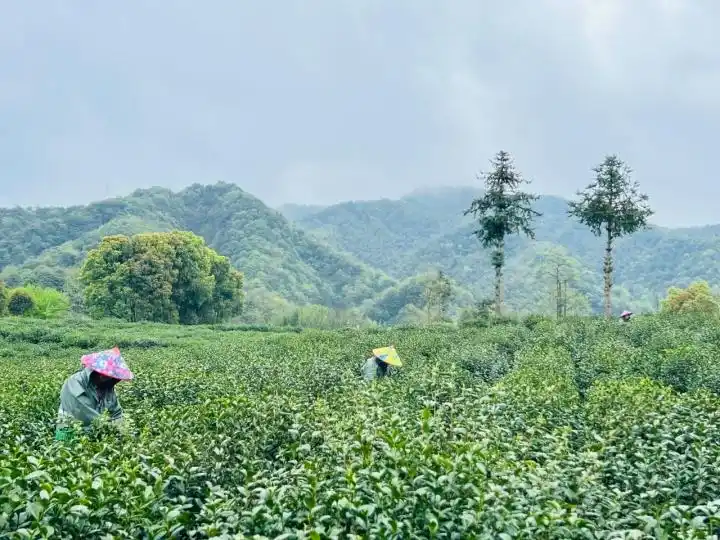 钱塘产区龙井茶行情_杭州龙井茶采摘价格_龙井茶茶叶价钱如何