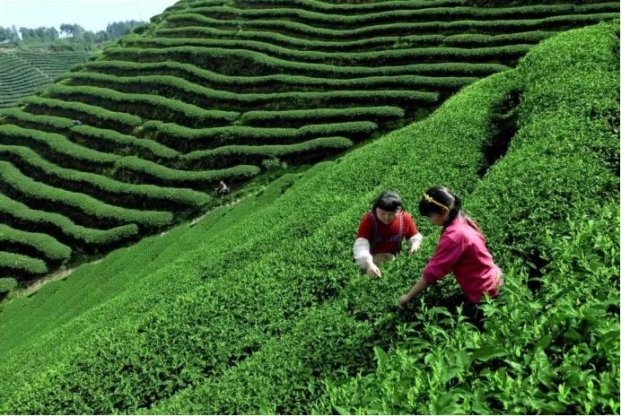 龙井茶茶叶价钱如何_福鼎白茶明前茶价格波动_茶农收入难以保障