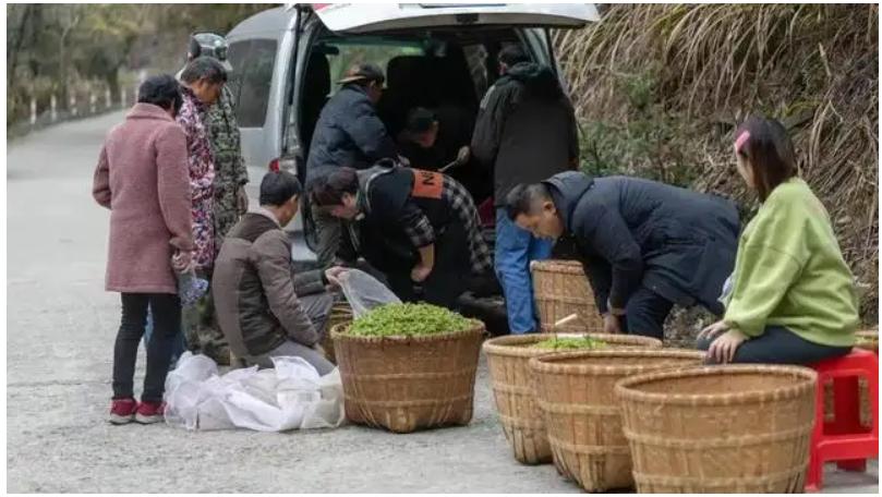 福鼎白茶明前茶价格波动_龙井茶茶叶价钱如何_茶农收入难以保障