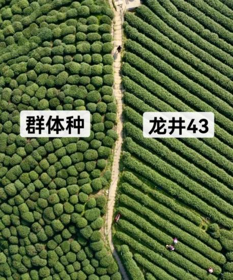 茶农收入难以保障_龙井茶茶叶价钱如何_福鼎白茶明前茶价格波动