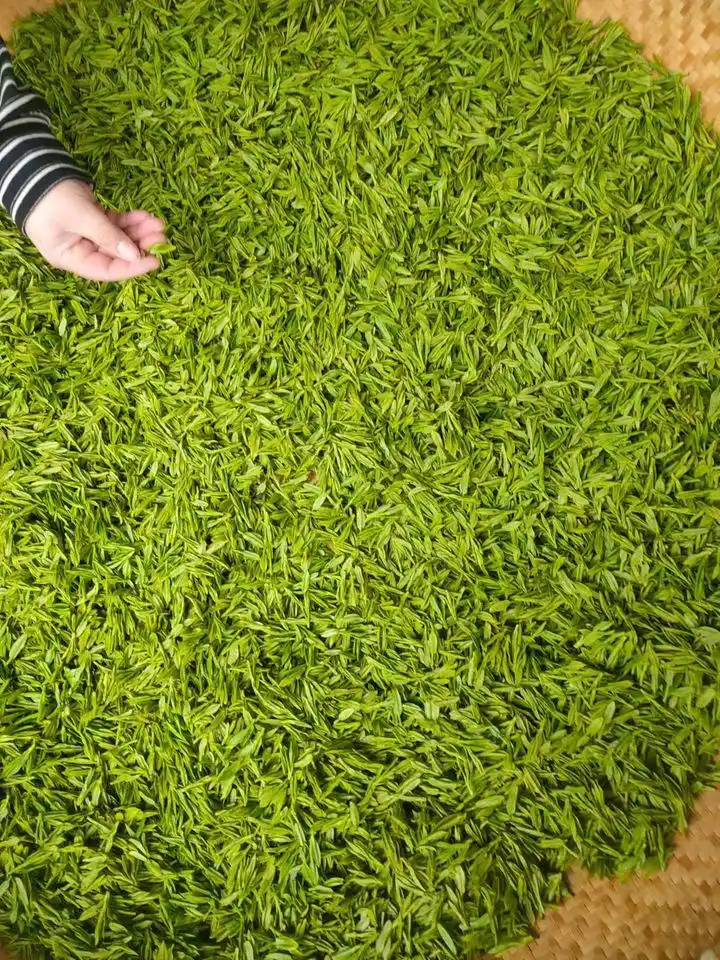 5万个芽头炒制1斤干茶,西湖龙井43号零星开采,头茶“含金量”杠杠的(图1) 龙井茶茶叶价钱如何_西湖龙井茶品质特点_杭州西湖龙井茶开采时间