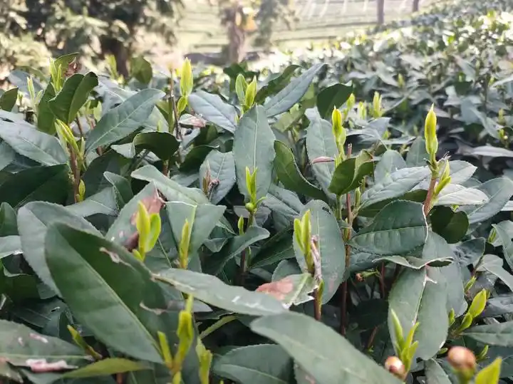 5万个芽头炒制1斤干茶,西湖龙井43号零星开采,头茶“含金量”杠杠的(图2) 杭州西湖龙井茶开采时间_西湖龙井茶品质特点_龙井茶茶叶价钱如何