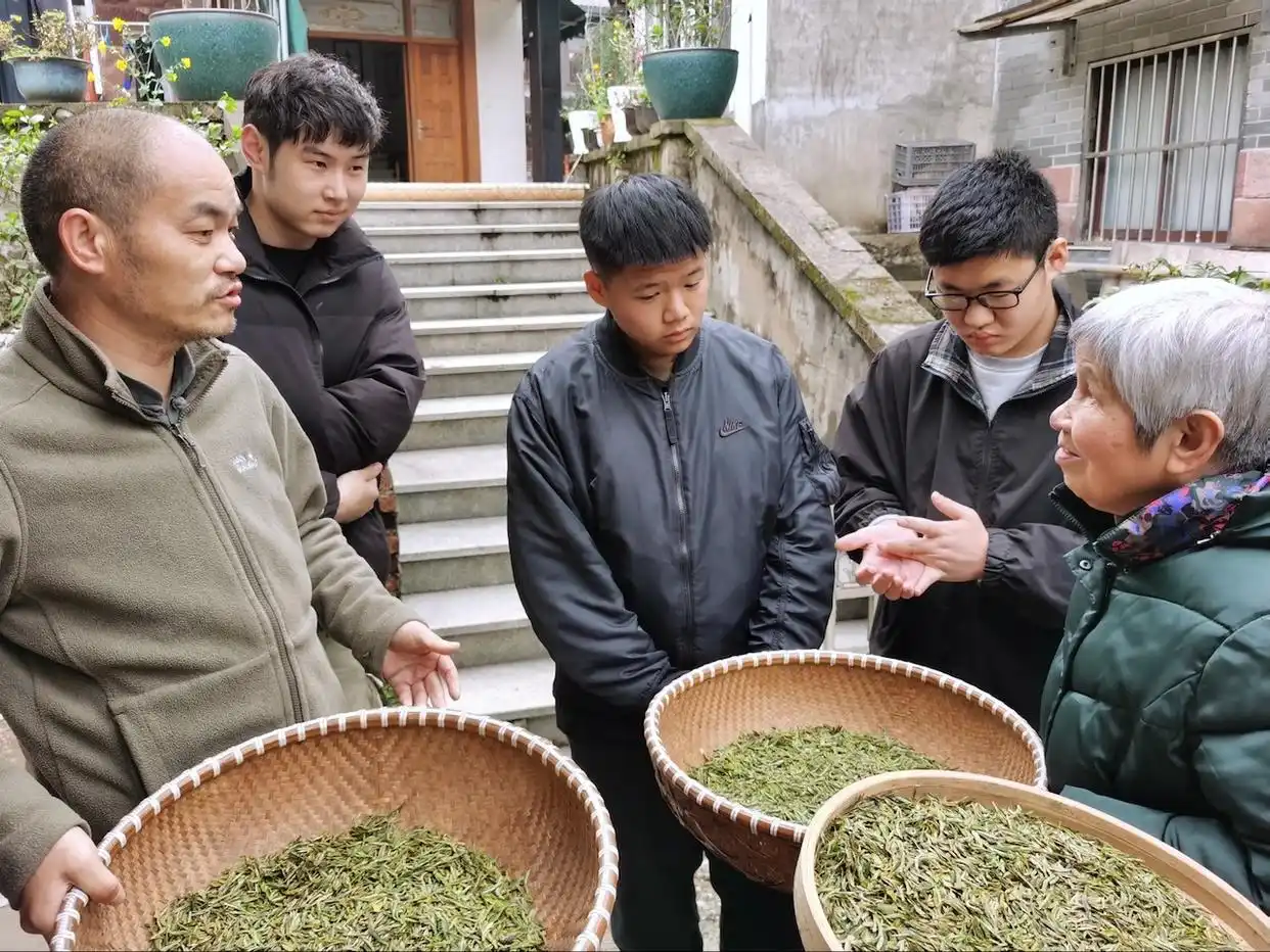 西湖龙井新茶生产情况_疫情对龙井茶采摘运输影响_龙井茶茶叶价钱如何