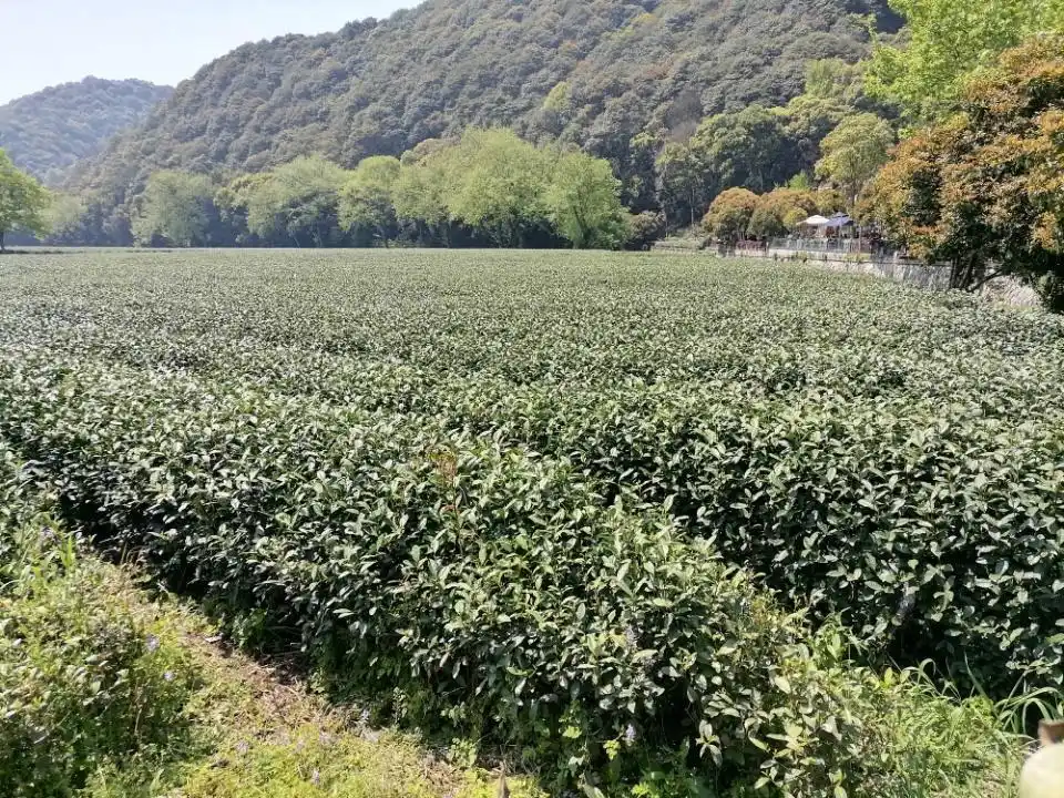 西湖龙井核心产区_西湖龙井明前茶特点_龙井茶茶叶价钱如何