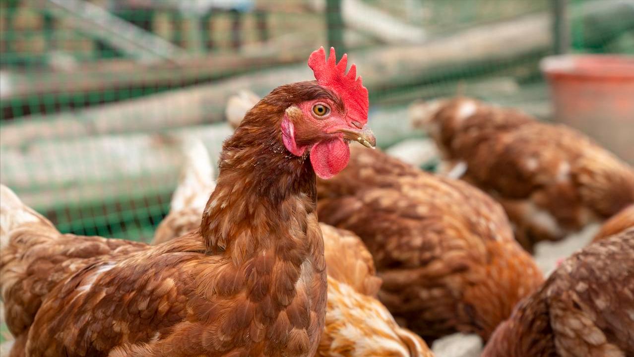 蛋价下跌原因分析_鸡蛋价格上涨带来的影响_国内鸡蛋市场10月价格走势