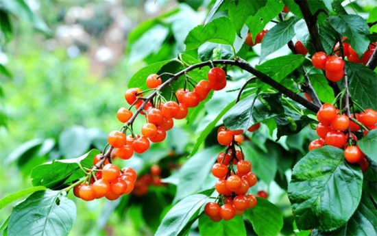 成都及周边旅游休闲指南_成都五一旅游指南_成都旅游线路推荐