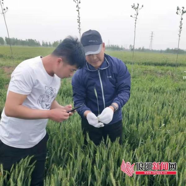 乡村振兴_四雁工程_中国农业科技创新鲁军