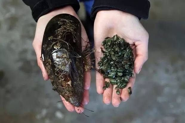 有毒!新西兰这些地方的海鲜,不要随便吃(图4) 新西兰野生贝类食用安全警告_新西兰野生贝类捕捞规定_新西兰城市基督城美食海鲜