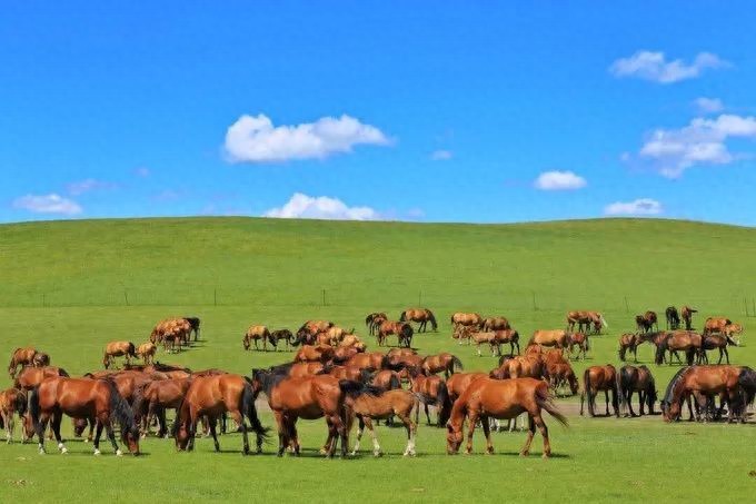 呼伦贝尔大草原旅行_呼伦贝尔大草原最佳旅行时间_呼伦贝尔大草原旅游攻略