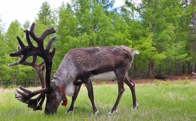 呼伦贝尔大草原旅游攻略_呼伦贝尔大草原旅行_呼伦贝尔大草原最佳旅行时间