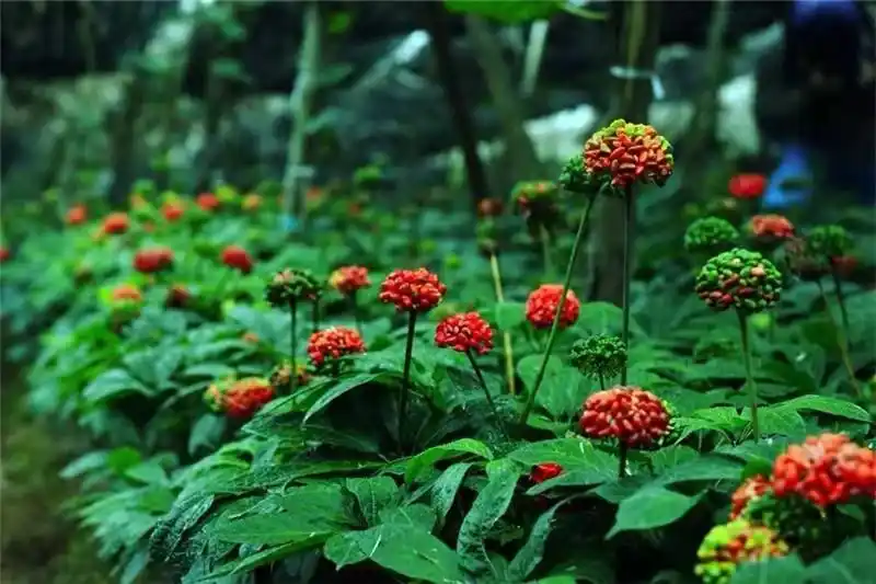 云礼|互换特产!云南这些土特产,都是“香饽饽”(图14) 墨江紫米景东核桃孟连牛油果_云南特产交换_云南特产零食有哪些