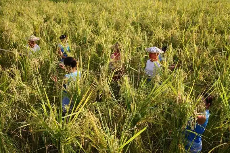 云礼|互换特产!云南这些土特产,都是“香饽饽”(图17) 云南特产交换_云南特产零食有哪些_墨江紫米景东核桃孟连牛油果