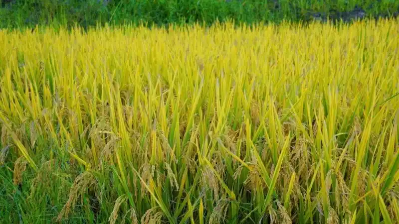 云礼|互换特产!云南这些土特产,都是“香饽饽”(图7) 墨江紫米景东核桃孟连牛油果_云南特产交换_云南特产零食有哪些