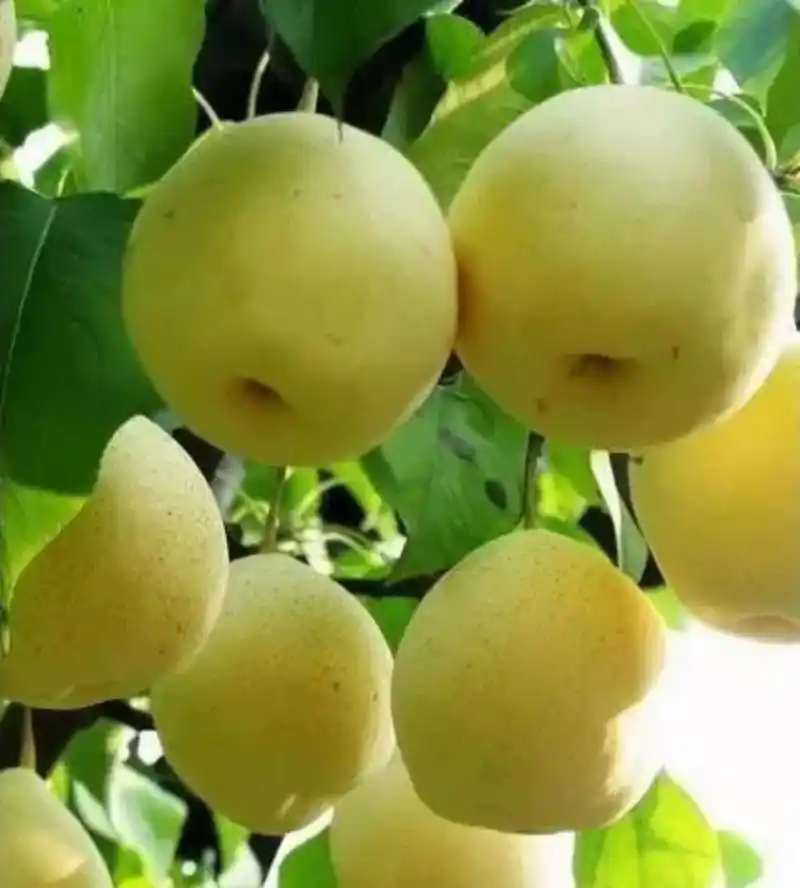 云礼|互换特产!云南这些土特产,都是“香饽饽”(图8) 墨江紫米景东核桃孟连牛油果_云南特产交换_云南特产零食有哪些