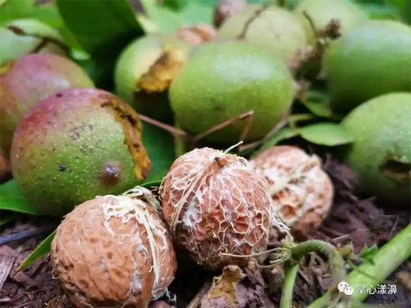 云礼|互换特产!云南这些土特产,都是“香饽饽”(图9) 云南特产交换_云南特产零食有哪些_墨江紫米景东核桃孟连牛油果