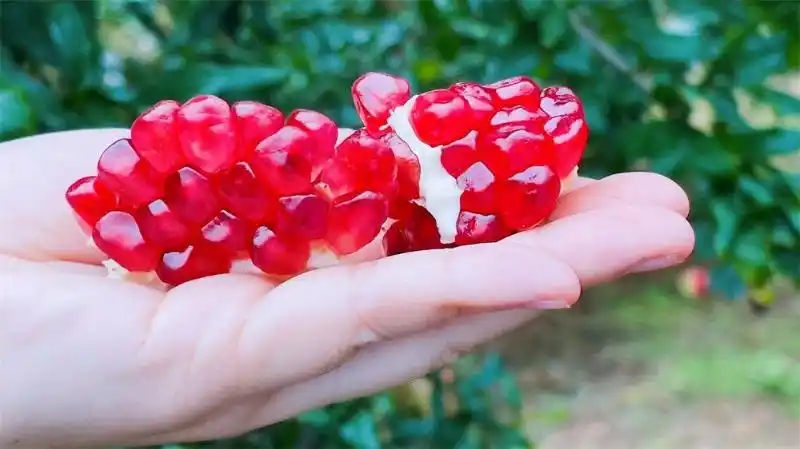 云礼|互换特产!云南这些土特产,都是“香饽饽”(图10) 云南特产交换_云南特产零食有哪些_墨江紫米景东核桃孟连牛油果