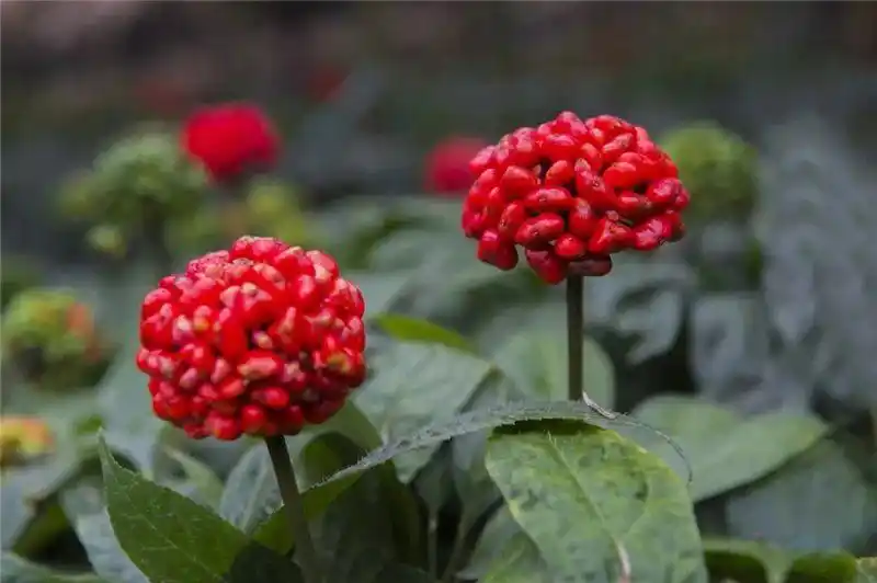 跟着好礼游云南 这些特产你知道几个?(图19) 云南特产鲜花饼_云南特产零食有哪些_云南宜良烤鸭