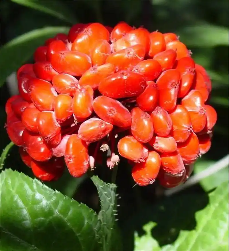 跟着好礼游云南 这些特产你知道几个?(图20) 云南特产零食有哪些_云南特产鲜花饼_云南宜良烤鸭