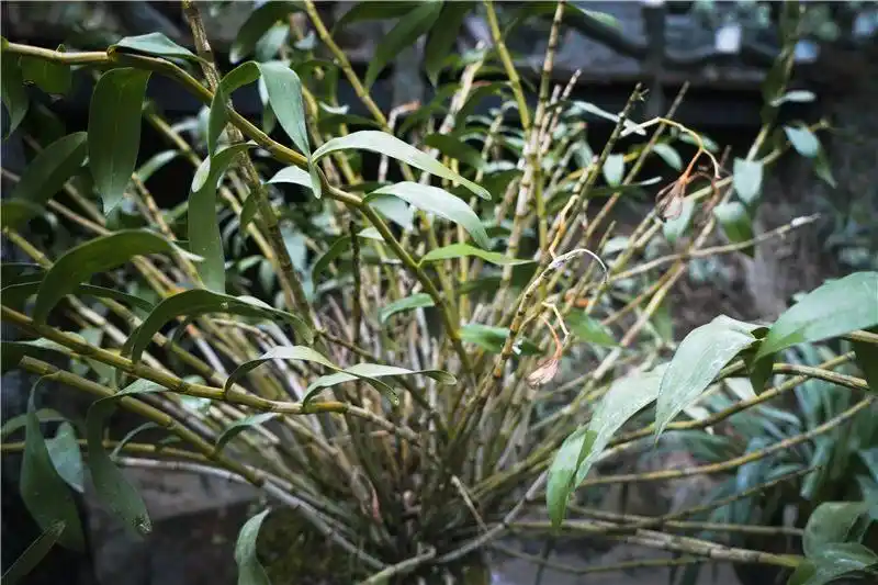 跟着好礼游云南 这些特产你知道几个?(图21) 云南特产鲜花饼_云南宜良烤鸭_云南特产零食有哪些