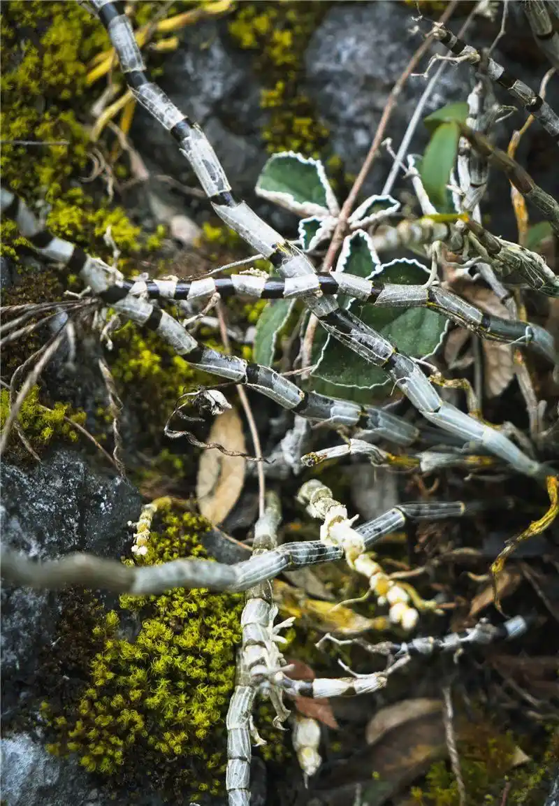 跟着好礼游云南 这些特产你知道几个?(图22) 云南特产鲜花饼_云南宜良烤鸭_云南特产零食有哪些
