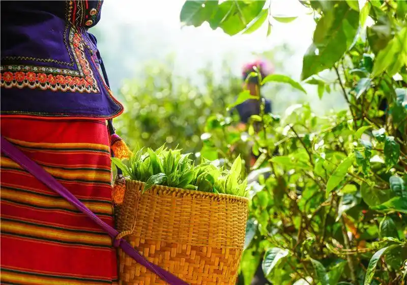 跟着好礼游云南 这些特产你知道几个?(图30) 云南宜良烤鸭_云南特产零食有哪些_云南特产鲜花饼