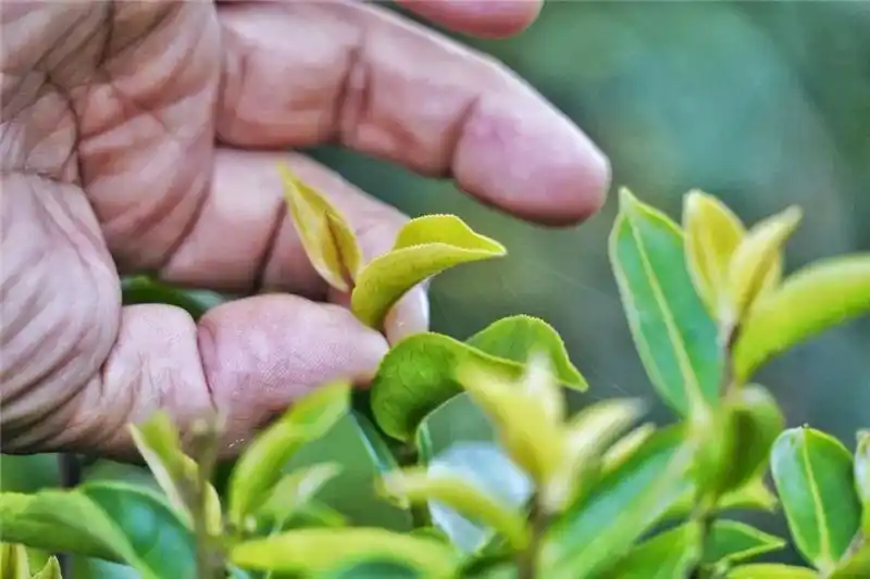 跟着好礼游云南 这些特产你知道几个?(图32) 云南特产零食有哪些_云南特产鲜花饼_云南宜良烤鸭