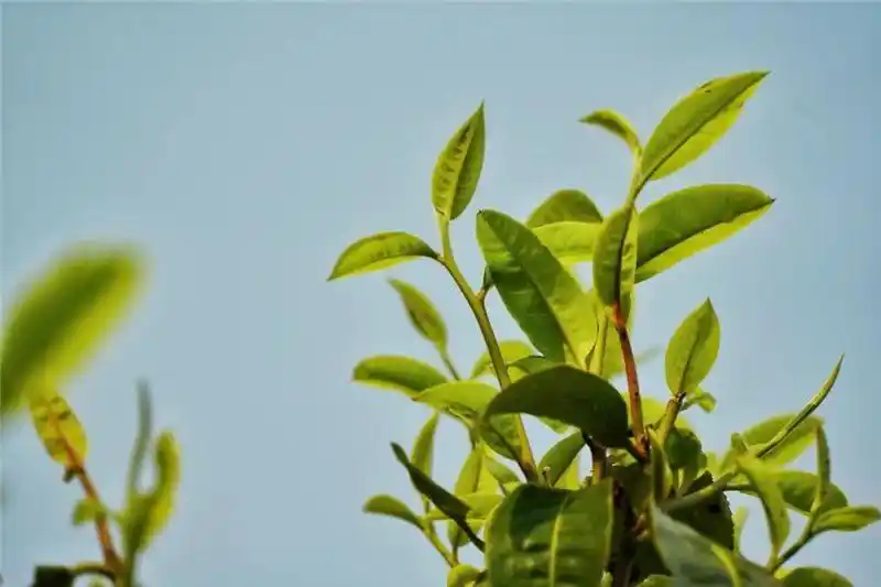 跟着好礼游云南 这些特产你知道几个?(图33) 云南特产零食有哪些_云南宜良烤鸭_云南特产鲜花饼