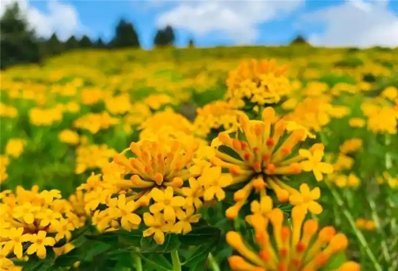 跟着好礼游云南 这些特产你知道几个?(图38) 云南特产鲜花饼_云南宜良烤鸭_云南特产零食有哪些