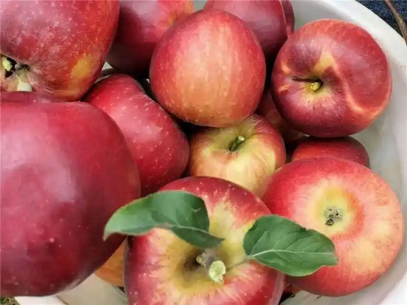 跟着好礼游云南 这些特产你知道几个?(图42) 云南特产零食有哪些_云南宜良烤鸭_云南特产鲜花饼