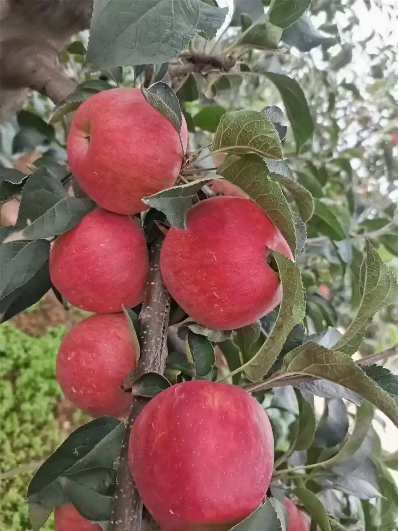 跟着好礼游云南 这些特产你知道几个?(图43) 云南特产鲜花饼_云南宜良烤鸭_云南特产零食有哪些