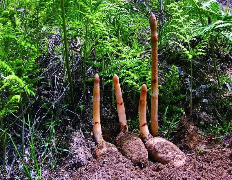 跟着好礼游云南 这些特产你知道几个?(图44) 云南宜良烤鸭_云南特产零食有哪些_云南特产鲜花饼