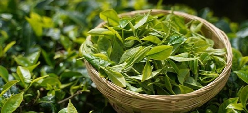 云礼 | 千万别错过! 这么多“稀奇”的云南礼物(图7) 云南特产鲜花饼 德和罐头 小粒咖啡 宣威火腿 华宁土陶 天麻 普洱茶 墨江紫米 冰岛茶 云县冬瓜蜜饯 丽江雪茶 永胜瓷器_云南特产零食有哪些