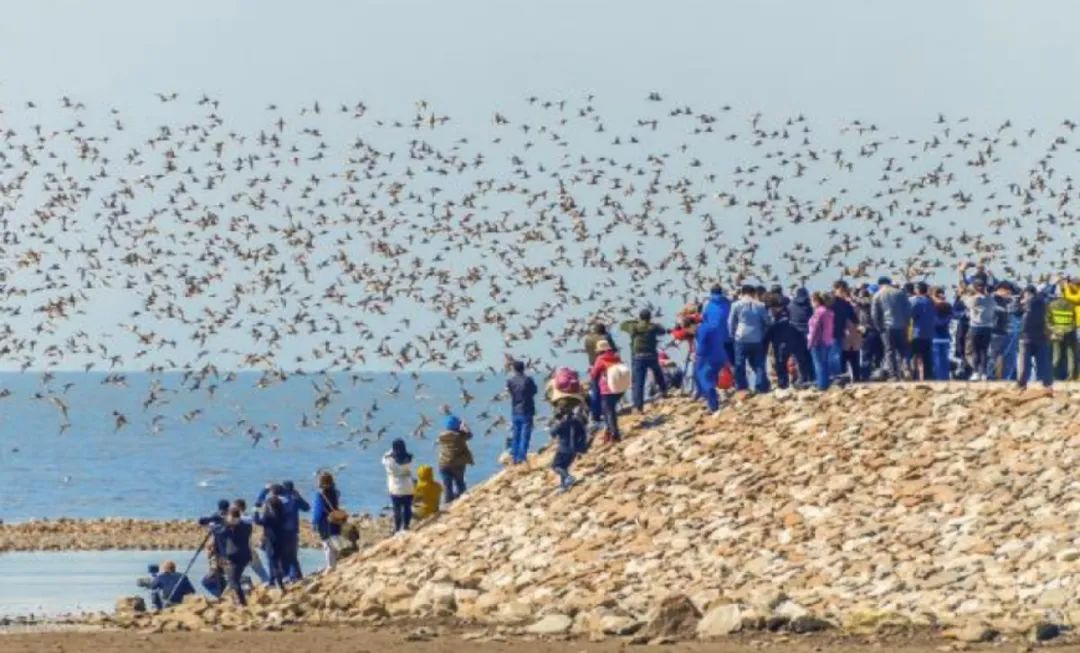震撼!网络达人点赞丹东振兴新图景(图3) 丹东东港海鲜批发市场_黄海水产品批发市场 北纬39度 海鲜王国_鸭绿江口湿地 世界自然遗产地 观鸟胜地